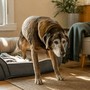 Tutto quello che devi sapere su Confis Ultra: l'integratore a supporto del metabolismo articolare del cane Tutto quello che devi sapere su Confis Ultra: l'integratore a supporto del metabolismo articolare del cane