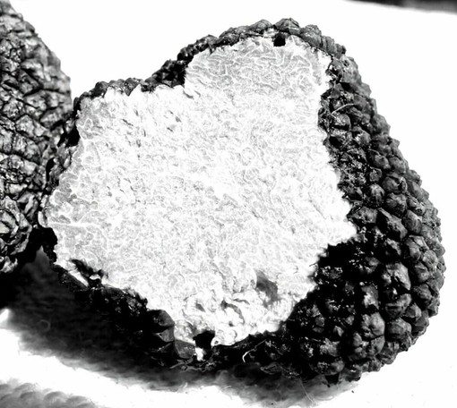 Fiera del Tartufo di Alba: turismo enogastronomico e opportunità per chi affitta casa Fiera del Tartufo di Alba: turismo enogastronomico e opportunità per chi affitta casa