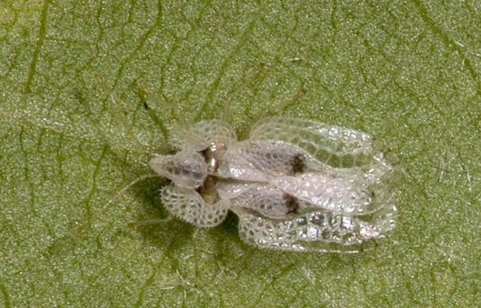 Un esemplare del fastiodoso insetto, fotografato dal nostro lettore