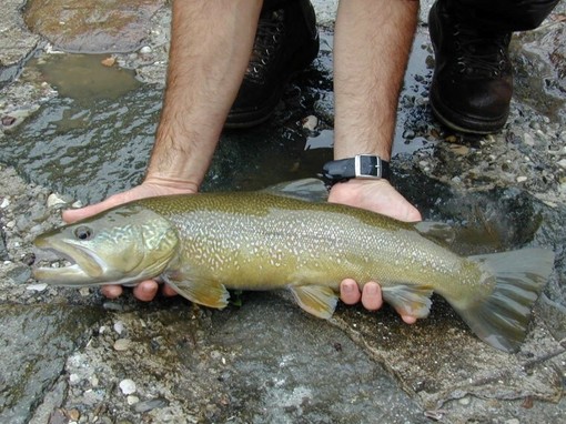 Stagione piscatoria 2026, la Provincia autorizza 15 immissioni per un totale di 7.679 kg di trote iridee sterili