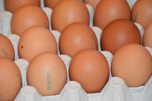 Allarme salmonella nelle uova: richiamato lo stesso lotto di Selex, Despar e Fattorie Natura Coop Allarme salmonella nelle uova: richiamato lo stesso lotto di Selex, Despar e Fattorie Natura Coop