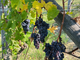 Vendemmia 2025: dal Barolo al Moscato, è un'annata di alta qualità