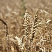 Un campo di grano alle porte di Bra Un campo di grano alle porte di Bra