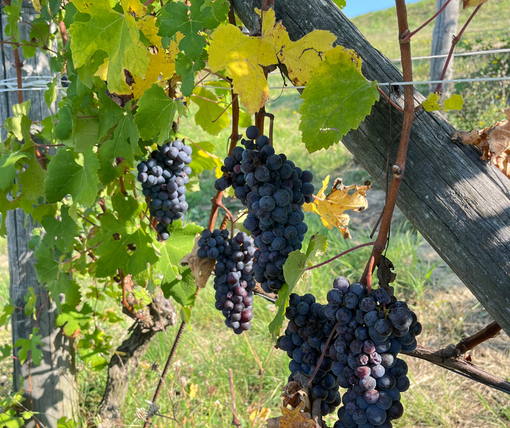 Vendemmia 2025: dal Barolo al Moscato, è un'annata di alta qualità