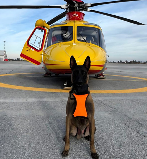 Da oggi sono operative le Unità Cinofile da Valanga del Soccorso Alpino e Speleologico Piemontese nelle basi regionali Da oggi sono operative le Unità Cinofile da Valanga del Soccorso Alpino e Speleologico Piemontese nelle basi regionali