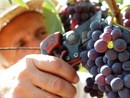 Farinél/ Che la crisi del settore enologico diventi l’occasione per ripartire da ciò che di unico abbiamo