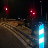 Con la riapertura del tunnel, torneranno tra le macchine in coda anche le volpi del Tenda? Con la riapertura del tunnel, torneranno tra le macchine in coda anche le volpi del Tenda?