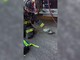 Un piccione con la maschera per l'ossigeno, il soccorso dei Vigili del Fuoco Un piccione con la maschera per l'ossigeno, il soccorso dei Vigili del Fuoco