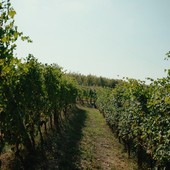 Vendemmia anticipata: il clima cambia il vino piemontese, le cooperative chiedono aiuti alla Regione Vendemmia anticipata: il clima cambia il vino piemontese, le cooperative chiedono aiuti alla Regione