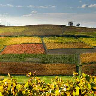 Celebriamo le aziende centenarie: Lavocedialba.it invita i lettori a segnalare le realtà del territorio con un secolo di storia