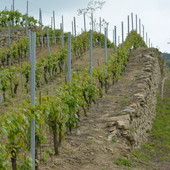 Il Dolcetto alla sbarra: a Diano d’Alba va in scena il “Processo dell’Anno”