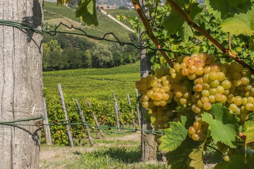 Vigneti, Cia Cuneo: "Bene la proroga delle autorizzazioni all’impianto che consente alle aziende di agire in tempo utile, evitando penalizzazioni" Vigneti, Cia Cuneo: "Bene la proroga delle autorizzazioni all’impianto che consente alle aziende di agire in tempo utile, evitando penalizzazioni"