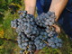 Prove in campo a Barolo, Coldiretti Cuneo porta l’innovazione tra i filari