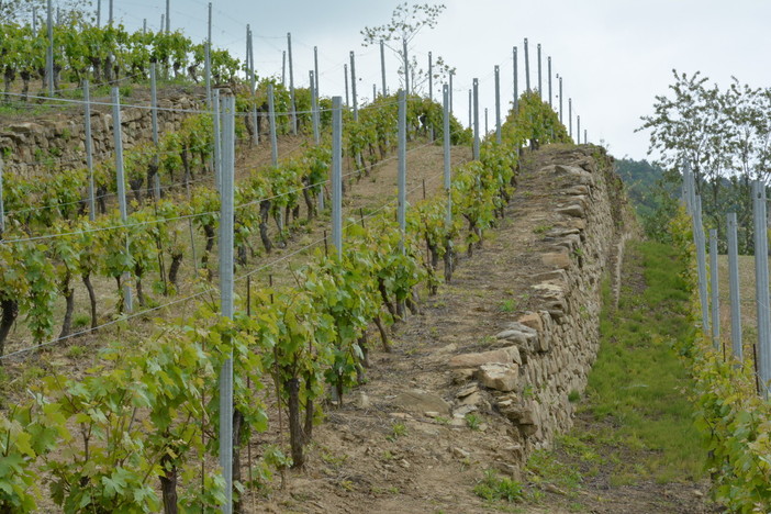 Il Dolcetto alla sbarra: a Diano d’Alba va in scena il “Processo dell’Anno” Il Dolcetto alla sbarra: a Diano d’Alba va in scena il “Processo dell’Anno”