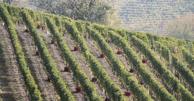 Dai caporali minacce al direttore Caritas, Cgil prende posizione: "Sfruttamento lavorativo ad Alba? E’ tutto alla luce del sole e ben visibile"