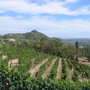 Resa del moscato, Coldiretti Asti frena i trionfalismi dopo la mediazione