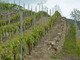 Il Dolcetto alla sbarra: a Diano d’Alba va in scena il “Processo dell’Anno” Il Dolcetto alla sbarra: a Diano d’Alba va in scena il “Processo dell’Anno”