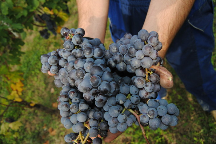Prove in campo a Barolo, Coldiretti Cuneo porta l’innovazione tra i filari