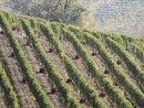 Langhe Nebbiolo e Barbera d’Alba, il Consorzio approva la riduzione delle rese per il 2025 Langhe Nebbiolo e Barbera d’Alba, il Consorzio approva la riduzione delle rese per il 2025