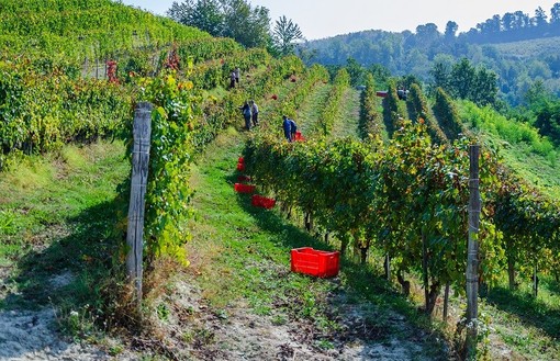 Vendemmia sulle colline delle Langhe Vendemmia sulle colline delle Langhe