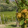 Vigneti, Cia Cuneo: "Bene la proroga delle autorizzazioni all’impianto che consente alle aziende di agire in tempo utile, evitando penalizzazioni" Vigneti, Cia Cuneo: "Bene la proroga delle autorizzazioni all’impianto che consente alle aziende di agire in tempo utile, evitando penalizzazioni"