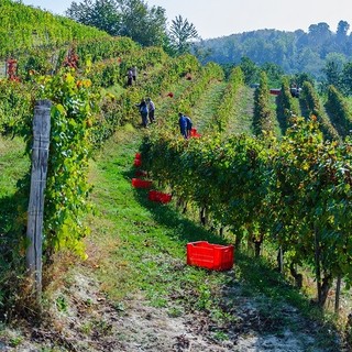 Vendemmia sulle colline delle Langhe