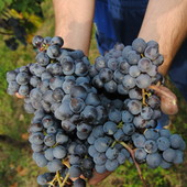 Prove in campo a Barolo, Coldiretti Cuneo porta l’innovazione tra i filari