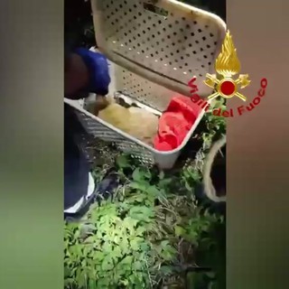 Il salvataggio del cucciolo di daino, la mamma lo aveva smarrito
