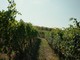 Vendemmia anticipata: il clima cambia il vino piemontese, le cooperative chiedono aiuti alla Regione