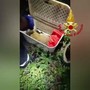 Il salvataggio del cucciolo di daino, la mamma lo aveva smarrito Il salvataggio del cucciolo di daino, la mamma lo aveva smarrito
