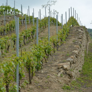 Il Dolcetto alla sbarra: a Diano d’Alba va in scena il “Processo dell’Anno”