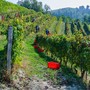 Vendemmia sulle colline delle Langhe Vendemmia sulle colline delle Langhe