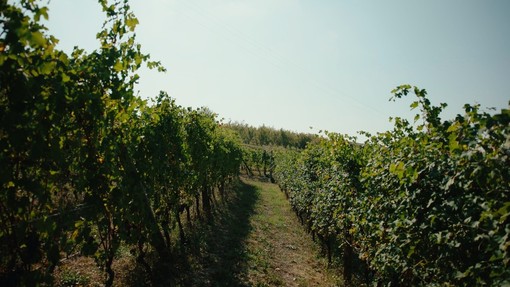 Vendemmia anticipata: il clima cambia il vino piemontese, le cooperative chiedono aiuti alla Regione