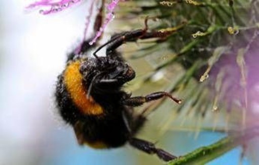 Morto dopo la puntura di un calabrone, cosa fare subito: cosa dice l'allergologa