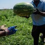 Malore mentre raccoglie angurie sotto il caldo record: morto 55enne nel mantovano Malore mentre raccoglie angurie sotto il caldo record: morto 55enne nel mantovano