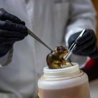 Hantavirus, topi come serbatoio: dobbiamo temere i ratti in città?
