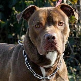 Bari, bimba di 2 anni aggredita e ferita al volto da pitbull del vicino Bari, bimba di 2 anni aggredita e ferita al volto da pitbull del vicino