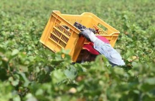 Pagavano 3 euro l'ora per turni da 14 ore nei campi, arrestati due imprenditori in Campania