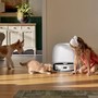 Animali, sondaggio Roborock rivela come cambia l'igiene domestica per i pet parent italiani Animali, sondaggio Roborock rivela come cambia l'igiene domestica per i pet parent italiani