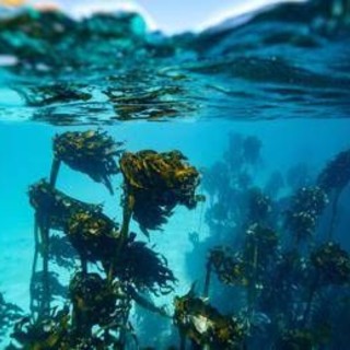 In Alaska un 15enne sopravvive due giorni in mare aggrappato a barca capovolta: morto il fratello In Alaska un 15enne sopravvive due giorni in mare aggrappato a barca capovolta: morto il fratello