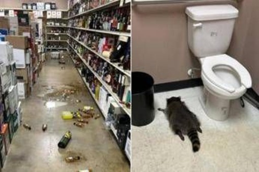 Il ladro di liquori è un procione, si ubriaca in negozio e sviene Il ladro di liquori è un procione, si ubriaca in negozio e sviene