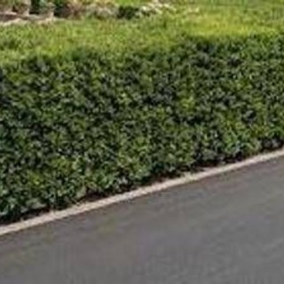 La siepe è verde e ben potata ma sporge, multa da 180 euro a ogni condomino della palazzina La siepe è verde e ben potata ma sporge, multa da 180 euro a ogni condomino della palazzina