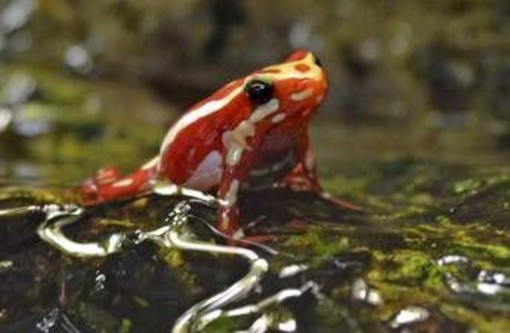 Epibatidina, tossina della rana freccia: cos'è il veleno che potrebbe aver ucciso Navalny