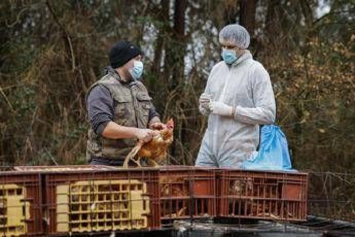 Aviaria, negli Usa primo caso umano al mondo di virus H5N5: morto il paziente infettato Aviaria, negli Usa primo caso umano al mondo di virus H5N5: morto il paziente infettato
