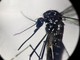 Dengue, in focolai in Italia prevale trasmissione a breve distanza: entro 400 metri