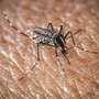 West Nile e Dengue, aumentano i casi in Italia: gli ultimi dati dell'Iss
