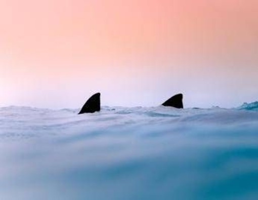 Due squali avvistati a Gallipoli e a Terracina, l'esperto: "Evento raro nei nostri mari"