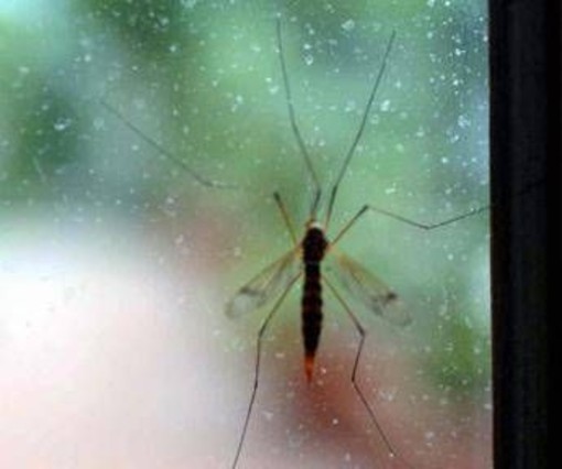 Chikungunya, Ecdc: "70 casi dopo viaggi alle Seychelles, per i turisti rischio alto" Chikungunya, Ecdc: "70 casi dopo viaggi alle Seychelles, per i turisti rischio alto"