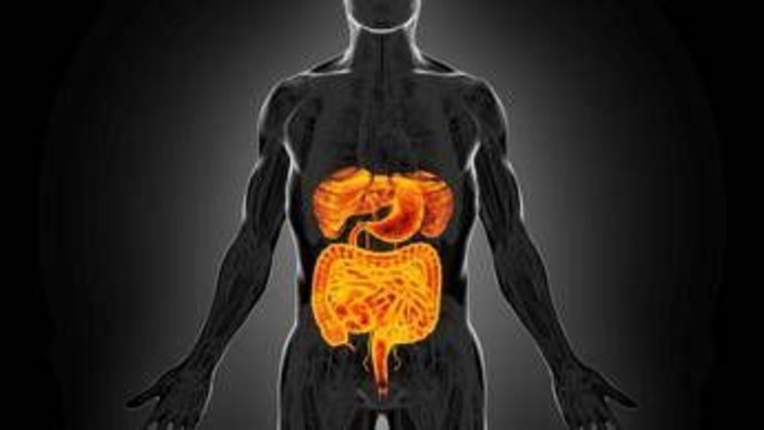 Intestino sempre giovane, è possibile: come fermare invecchiamento e prevenire tumori