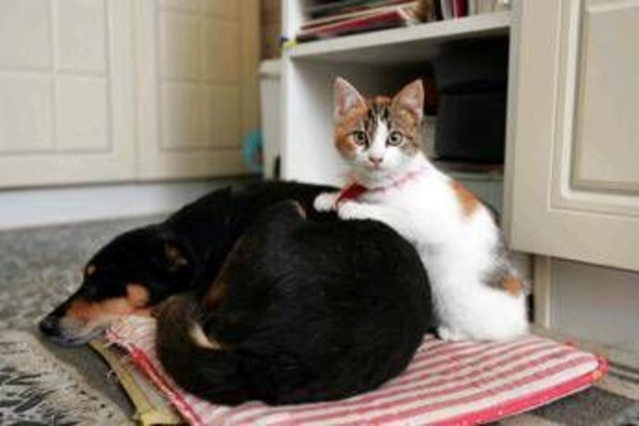 Botti e fuochi d'artificio, come proteggere cani e gatti da stress e rischi